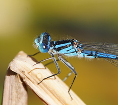Austrocoenagrion lyelli