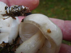 Zhuliangomyces illinitus