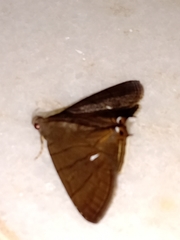Dyomyx egista
