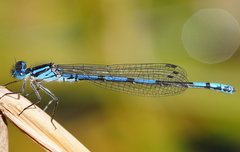 Austrocoenagrion lyelli