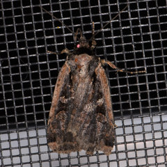 Eueretagrotis sigmoides