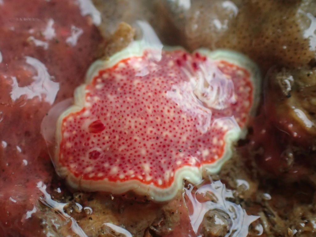 Baumann's Chromodorid