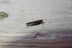 Dichomeris purpureofusca