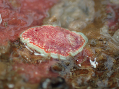 Felimida baumanni