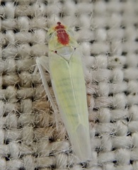Zygina nivea