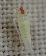 Zygina nivea