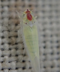 Zygina nivea