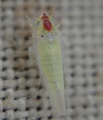 Zygina nivea