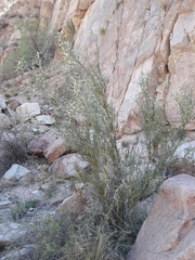 Hualania colletioides