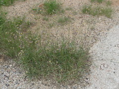 Bouteloua chondrosioides