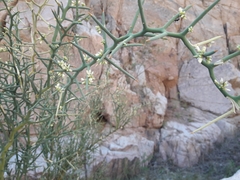 Hualania colletioides