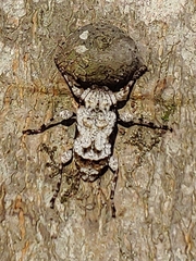Leptostylus asperatus