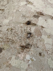 Leptostylus asperatus