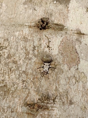 Leptostylus asperatus