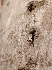 Leptostylus asperatus