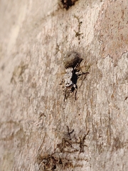 Leptostylus asperatus