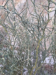 Hualania colletioides