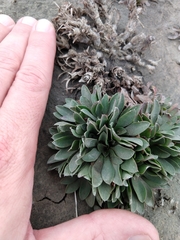 Limonium ramosissimum