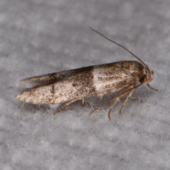 Blastobasis pulchella