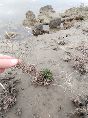 Limonium ramosissimum