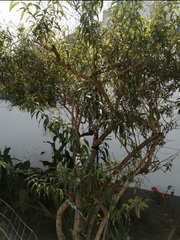 Juniperus monticola monticola