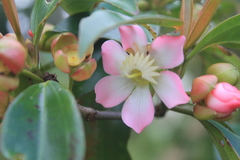 Blakea quadrangularis