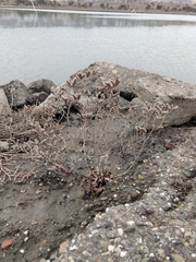 Limonium ramosissimum