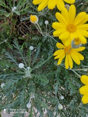 Euryops pectinatus