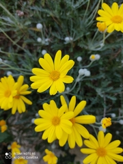 Euryops pectinatus