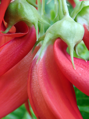 Clianthus maximus