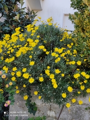 Euryops pectinatus