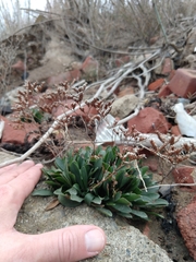 Limonium ramosissimum