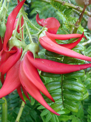 Clianthus maximus
