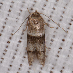 Blastobasis pulchella