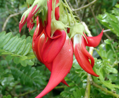 Clianthus maximus