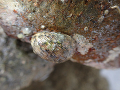 Nerita funiculata