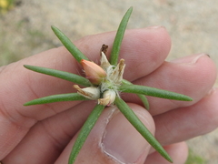Portulaca suffrutescens
