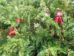 Clianthus maximus