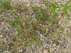 Portulaca suffrutescens