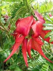 Clianthus maximus