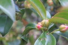 Blakea quadrangularis