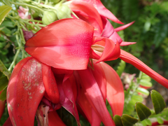 Clianthus maximus