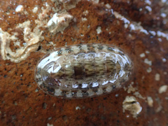 Ischnochiton dispar