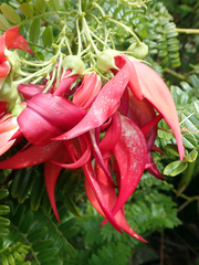 Clianthus maximus