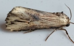 Crambodes talidiformis