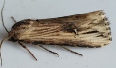 Crambodes talidiformis