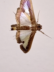 Diaphania elegans