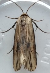 Crambodes talidiformis