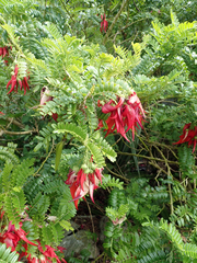 Clianthus maximus