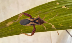 Crinocerus sanctus